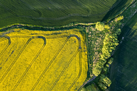 Drone view of the yellow rapeseed field and the green field of grain