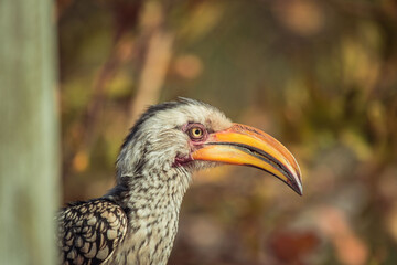 Selective focus shot of a Southern Yellow-billed Hornbill © Stevensonstudio/Wirestock Creators
