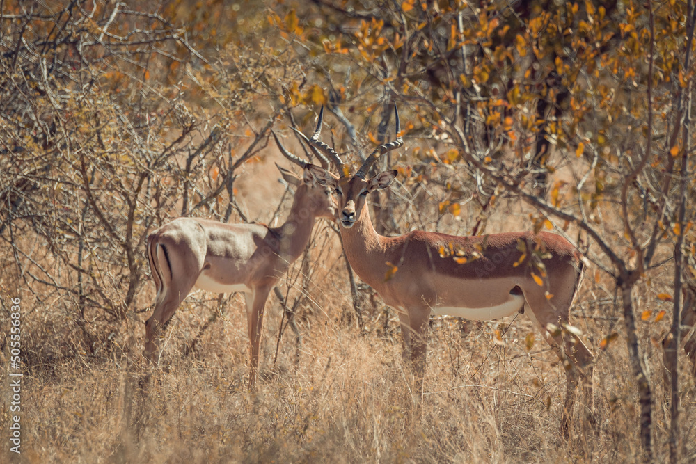 Poster closeup of bucks standing in dry field of a safari