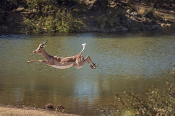 Closeup of an impala antelope running by the lake