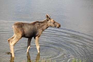 Young moose in the nature