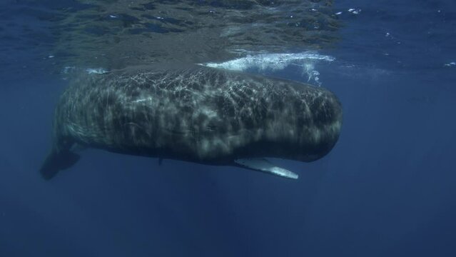 Groupe of sperm whales near the surface. Marine life in Indian ocean. Calm whales in water. 