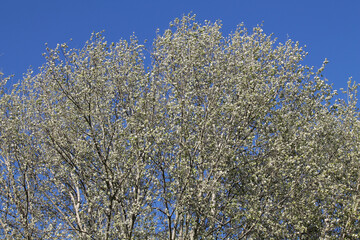 Crown of white poplar (Populus alba) tree against the blue spring sky