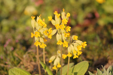 Flowering Primula veris (syn. Primula officinalis) or Common cowslip plants with yellow flowers in garden
