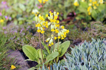 Flowering Primula veris (syn. Primula officinalis) or Common cowslip plants with yellow flowers in...