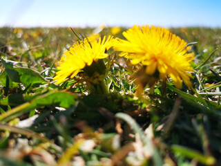Low angle, close-up shot of a couple of small common dandelions, isolated on a blurred background