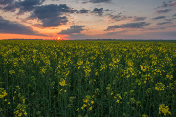 Rapeseed crop grown for vegetable oil or biodiesel. Spring rural landscape with field of yellow rape or canola