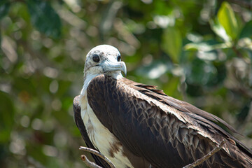 close-up of magnificent frigate bird standing on tree branch. Yucatan, Mexico