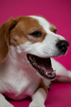 a beagle dog opening the mouth on a pink background
