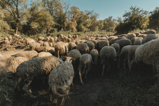 grazing herd of sheep in the region of Viti, district of Gjilan in Kosovo