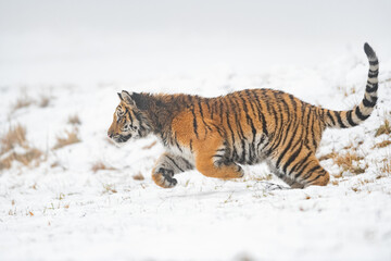 Hunting siberian tiger. Beast of pray running on the snow. Panthera tigris altaica