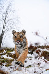 Siberian tiger staring straight into the camera. Dangerous beast up close in the winter.