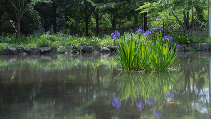 日本の池に咲くカキツバタ