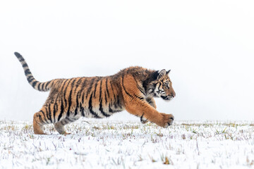 Fototapeta premium Hunting siberian tiger in the jump on the snow. Winter shot of dangerous predator.
