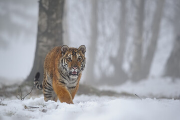 Fototapeta na wymiar Siberian tiger in dark foggy winter day with lot of snow. Panthera tigris altaica