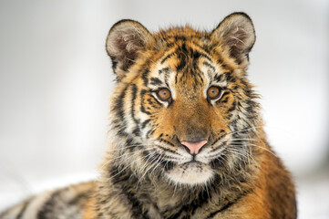 Closeup shot of siberian tiger cub portrait. Panthera tigris altaica