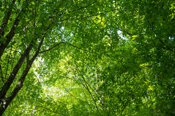Fototapeta premium The sun shines through the bright green foliage of a tree. Blue sky and clouds. Spring