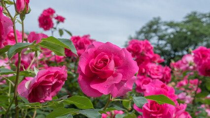 ピンク色のバラ