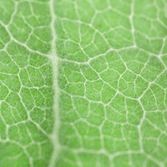 Green leaf showing the natural intricate structure and connection of the leaf vein pattern