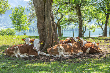 Cows enjoying a warm sunny day on a pasture in front of a rural landscape