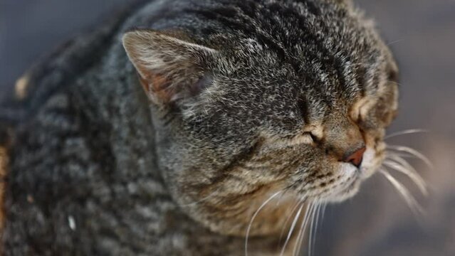 Sad cat winks with his eye. The thoroughbred British pet meows. A sad look from a pet. Hungry angry tabby cat. Cute adorable cat