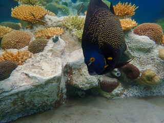 An underwater photo of a French Angelfish
