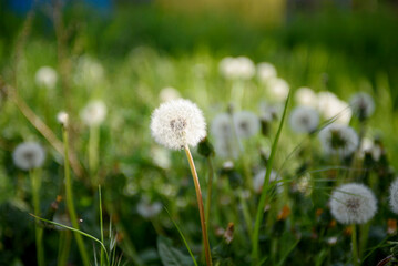 White dandelion flowers in the green grass in the rays of the setting sun.