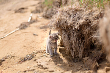 Shorthair tabby kitten standing by the plants on the beach of New Brunswick on a sunny day, Canada