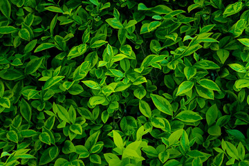Fototapeta na wymiar Greenery in the park, background with leaves