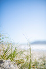View past beach grasses to ocean and blue skies