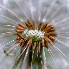 Naklejka na ściany i meble Dandelion Closeup of Seed Head with some Seeds Missing