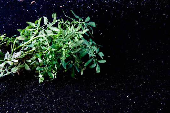 Cool rue on top of a black background with glitter