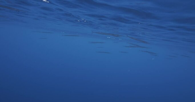 Needlenose gar swimming near sea surface.