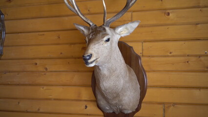 A stuffed deer on the wall. Deer head with antlers in a hunting lodge.