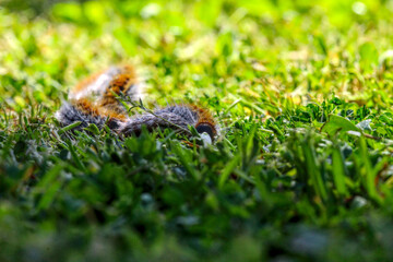 plusieurs chenilles processionnaires du pin en file indienne dans de l'herbe verte (gazon vert) en troupeau en gros plan (macro) - (thaumetopoea pityocampa)