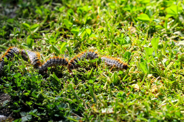 plusieurs chenilles processionnaires du pin en file indienne dans de l'herbe verte (gazon vert) en troupeau en gros plan (macro) - (thaumetopoea pityocampa)