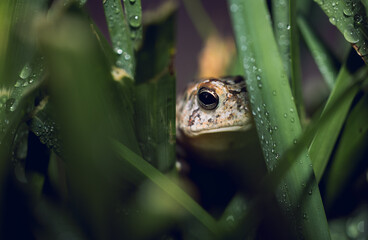 Closeup of a Houston toad peeking behind wet green grass