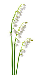 Lily of the valley isolated on white background. Convallaria flowers.
