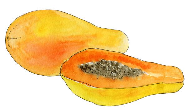 Juicy ripe papaya watercolor painting isolated on white background 