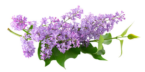Lilac flowers with leaves isolated on white background. Clipping path. Syringa vulgaris flower.
