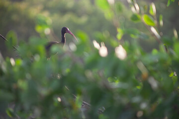 Pájaro posado sobre un árbol 