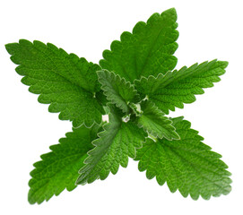 Lemon balm isolated on white background. Clipping path. Melissa plant. Fresh green leaf mint.