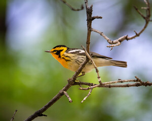 yellow backed shrike