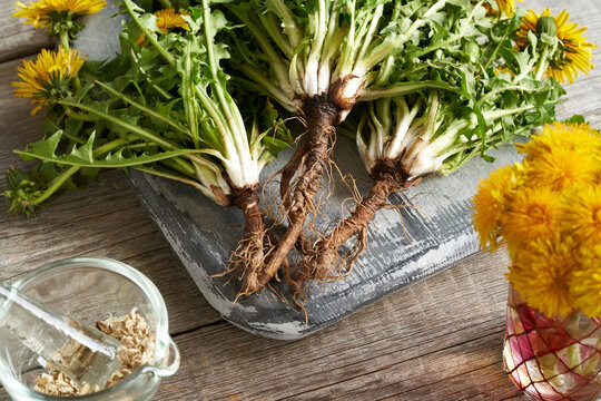Whole dandelion plant with roots and flowers