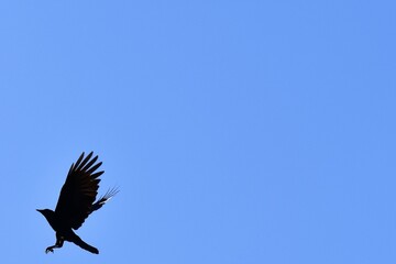 Fototapeta premium crow in flight