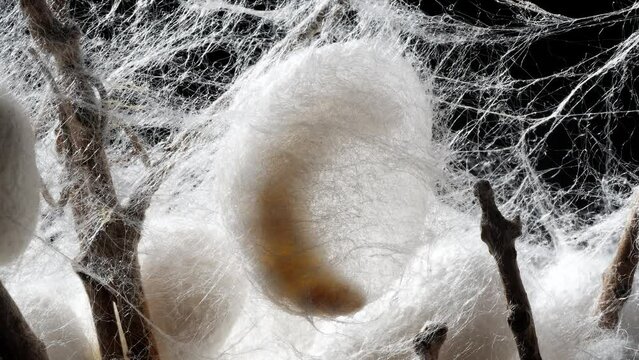 Close up of mature silkworms cocoon on twigs, 4k time lapse footage, back light studio shot,  Chinese agriculture and animal concept.