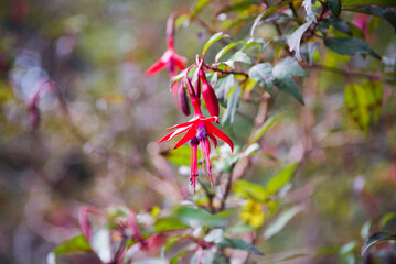 Quiver or chilco (Fuchsia magellanica)