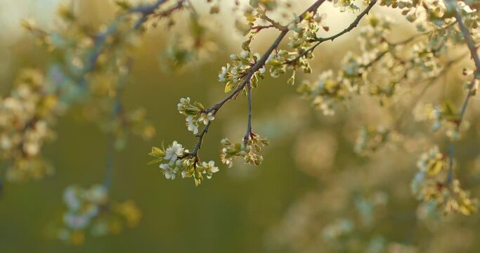 Close-up, plum tree with white buds. Rays of the sun illuminate the inflorescences on the branches of trees. Blooming plum trees in gardens, beautiful spring. 4k, ProRes