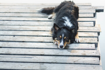 Border Collie on the pier. Walking the dog by the lake. The pet is resting in nature