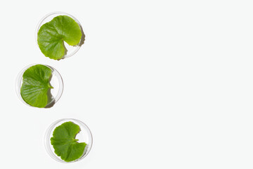 Essential oil bottle with fresh leaves of gotu kola in petri dishes on white background.